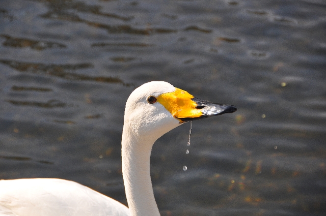 whooper swan, whooper swans-3.jpg - WHOOPER SWAN - REGENTS PARK - APRIL 2010